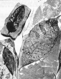 A black and white image of three oblong, vascular leaves with pointed ends
