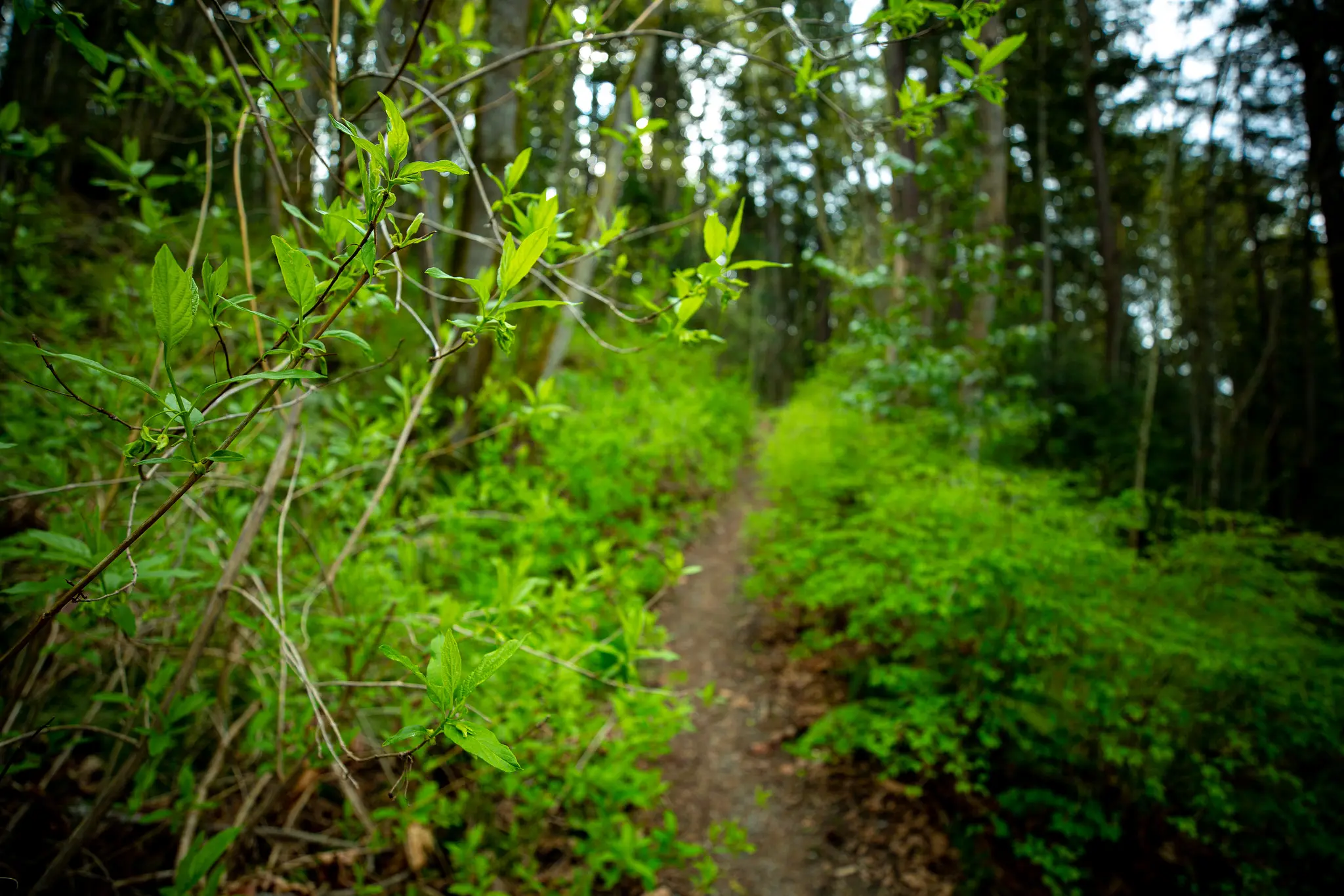 Broad leaves blocking a narrow pathway through a trail in the Sehome Hill Arboretum