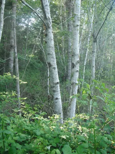 Red Alder tree trunks, showing their white bark with dark spots.
