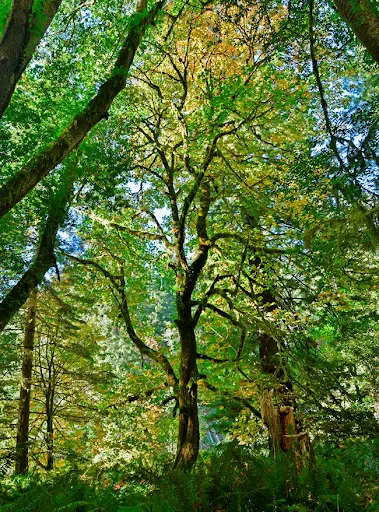 Looking up at a 50 foot big leaf maple, with many wavy branches full of green five-pointed leaves.