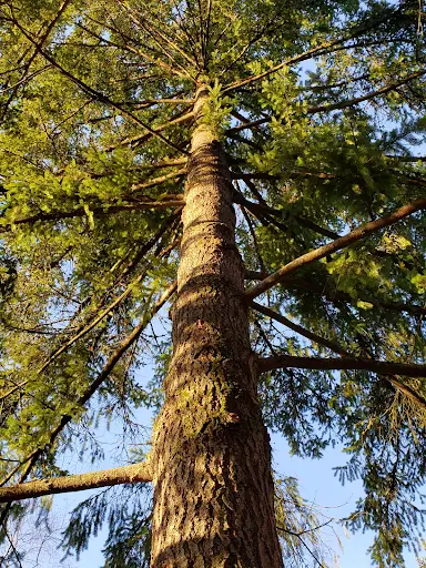 Looking up at the trunk of a (~50 foot) Douglas Fir, with sparse boughs emerging in all directions.
