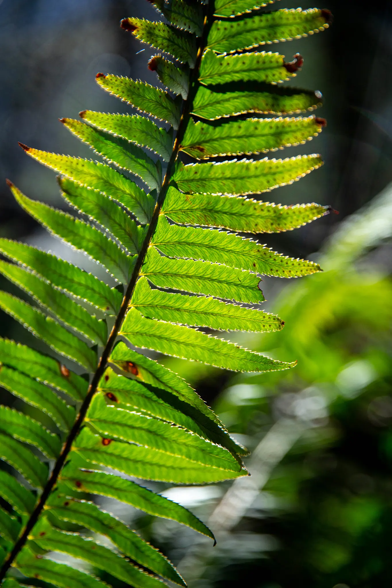 CloseUp of a fern with sun shining through it's fronds.