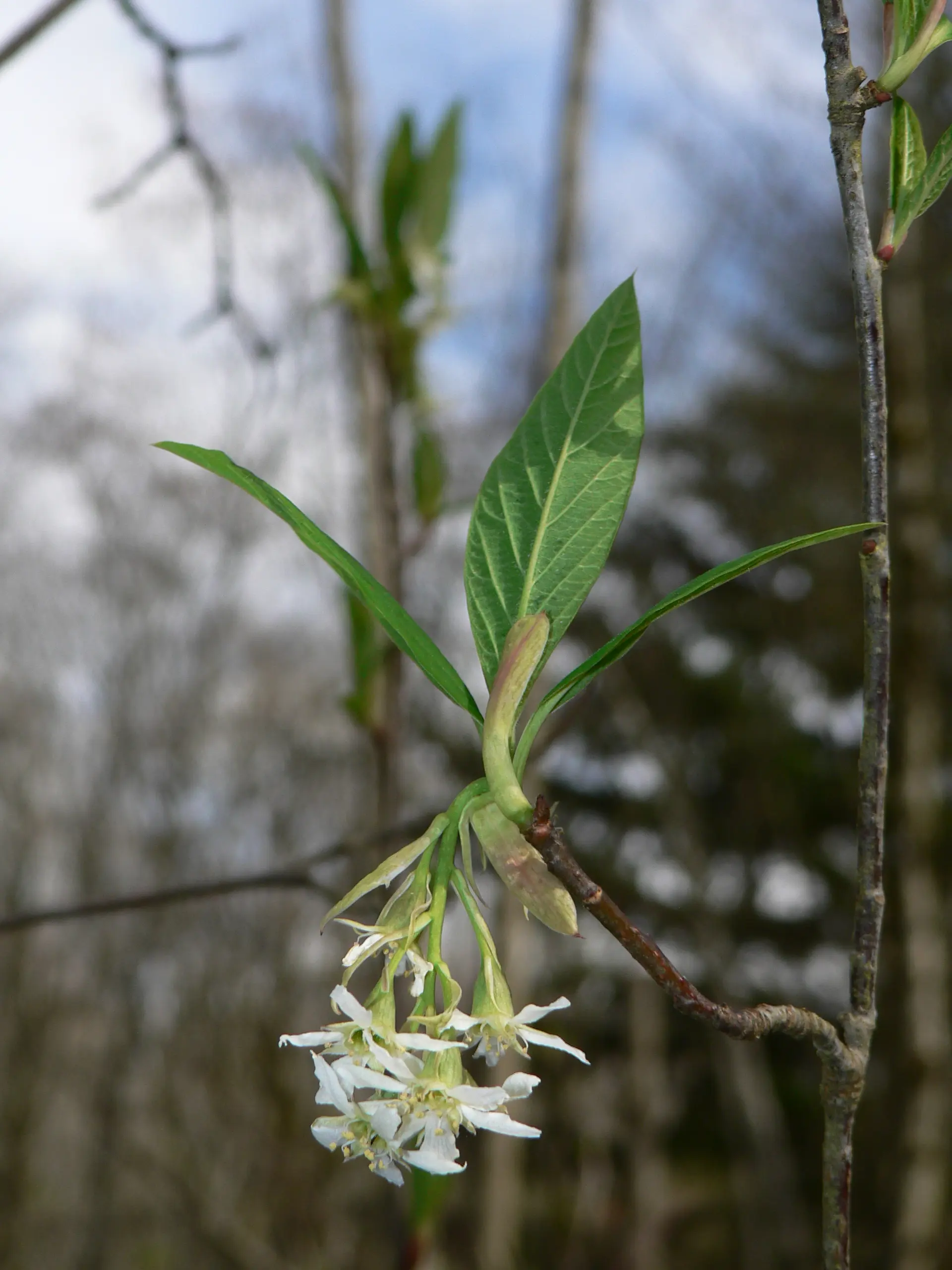 Flower of an Indian plum shrub, with narrow leaves pointed upward and drooping white five-pointed flowers.