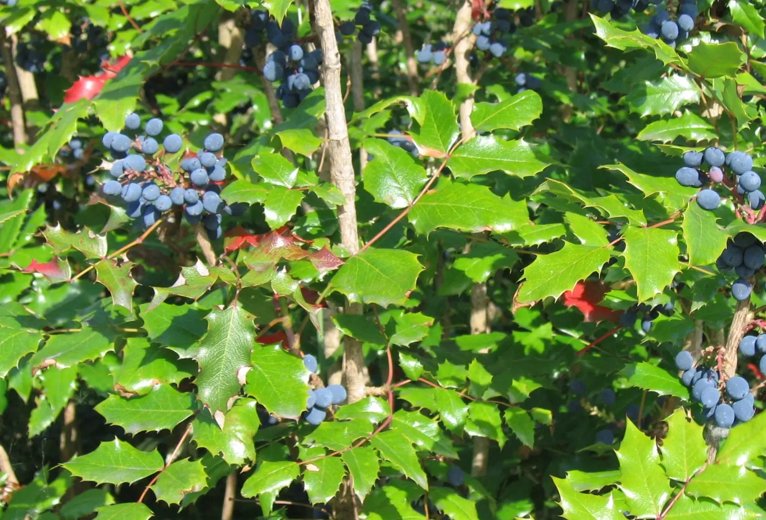 The tall oregon grape shrub's have blue berries and leathery, spiny green leaves.