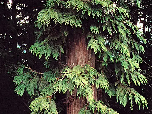 A red cedar's middle section, showing its reddish trunk and drooping scale-like needles.