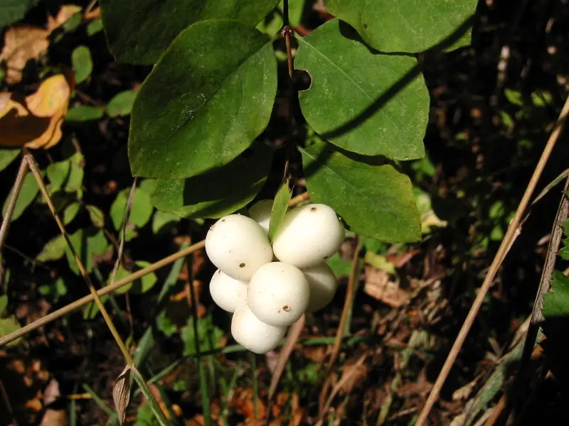 Snowberry's white, grape-sized berries hanging below its rounded leaves.