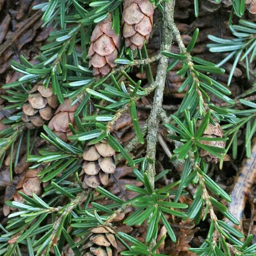 CloseUp of dense western hemlock branches, showing its needles and pine cones.